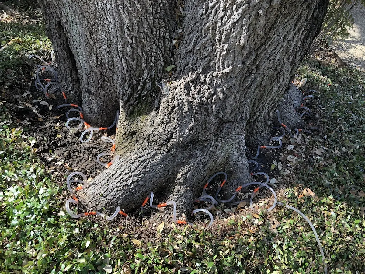Detailed Tree Cabling and Bracing job site in Mountain Dale