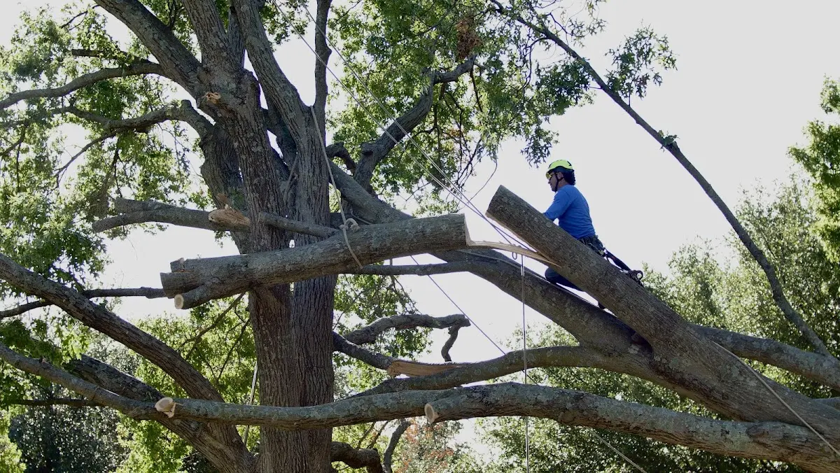 Professional Hazardous Tree Removal performed by certified arborists in Mountain Dale