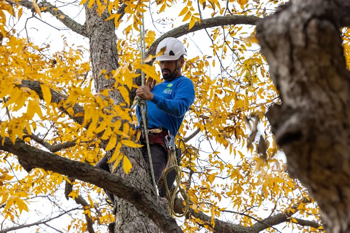 Skilled Tree Pruning crew working in Mountain Dale