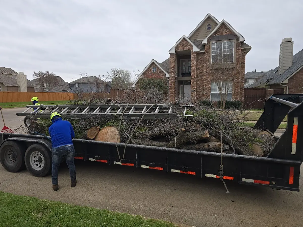 Expert Tree Removal with proper safety equipment in Mountain Dale